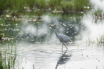 Great Egret Bird in the field stream