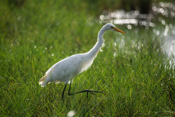 Backlit Egret in a green field