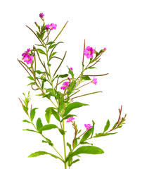 Epilobium hirsutum. Local names include codlins-and-cream, apple-pie and cherry-pie.