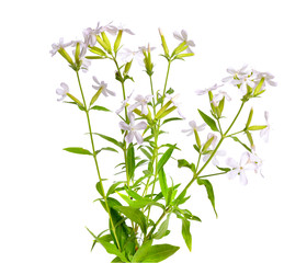 Fototapeta na wymiar Saponaria, commonly known as soapwort. Isolated