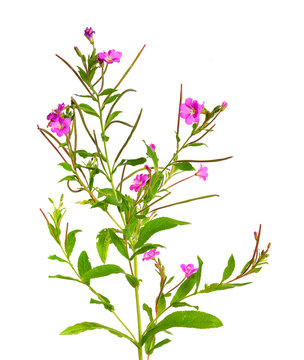 Epilobium hirsutum. Local names include codlins-and-cream, apple-pie and cherry-pie.