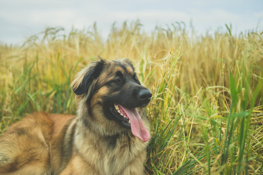 Leonberger dog resting in a field