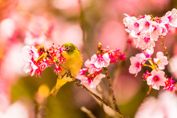 The Japanese White-eye and cherry blossoms. Located in Tokyo Prefecture Japan.