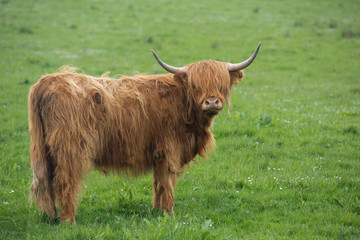 mucca o bue highland con frangia nordico della scozia su prato al pascolo