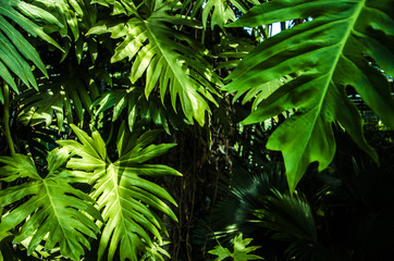 Obraz na płótnie Canvas Exotic palm leaves as background