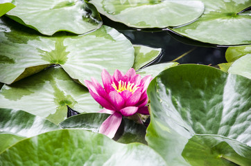 Beautiful oriental water lily