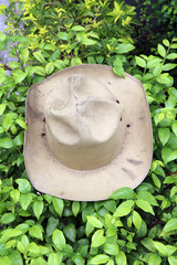 Hat scout put on the green bush, the khaki color of hat put on the green bramble.