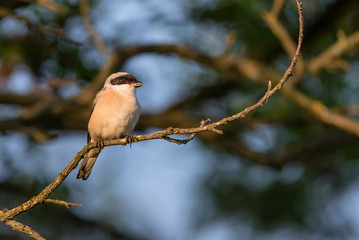 Lesser grey shrike or Lanius minor rests on branch