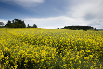 paesaggio con campi in fiore in Scozia