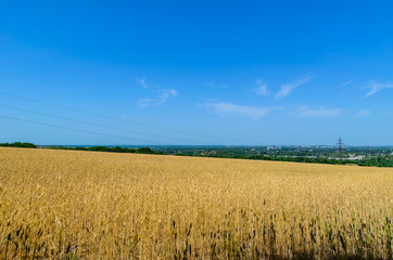 Field of ripe yellow wheat on summer