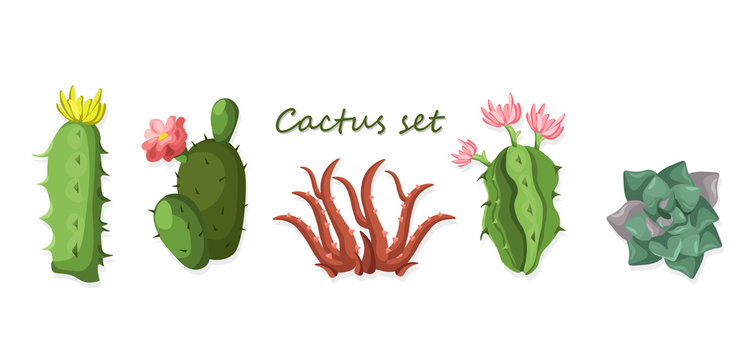 Cactus set isolated on white background Vector