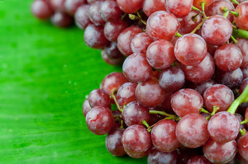 Bunch of red grapes , Isolated on banana leaf background . , Close up , Focus sharp specific point