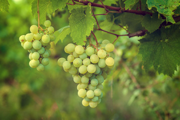 Grapes