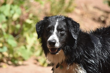 Fototapeta premium BORDER COLLIE