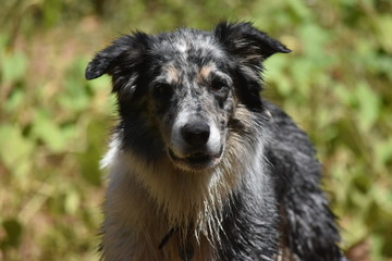 BORDER COLLIE GRIS ET BLANC