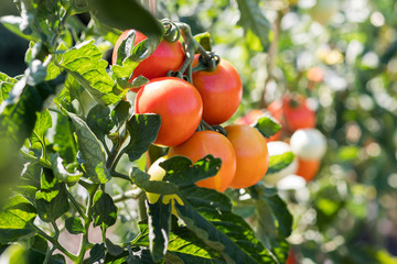 Ripe tomatoes in garden ready to harvest
