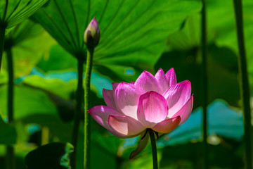 Obraz premium The Lotus Flower.Background is the lotus leaf and lotus bud.Shooting location is Yokohama, Kanagawa Prefecture Japan.