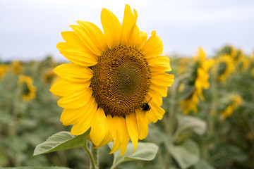 Close up of sunflower with bumblebee, free space, selective focus