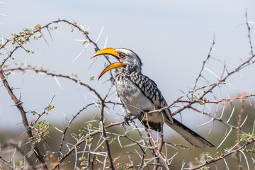 Southern Yellow-billed Hornbill (Tockus leucomelas) with open beak perched in a tree in Etosha national park, Namibia