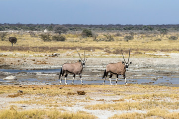 Naklejka na ściany i meble Two gemsbok antelopes in the savannah near Fisher`s pan in Etosha National Park. Namibia, Africa