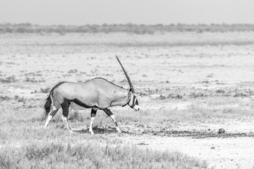 Profile view of walking gemsbok, or oryx, antelope (Oryx gazella). Etosha national park, Namibia.