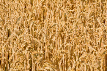 Sunlit field of ripe wheat. Background.
July sunny day in the wheat field.