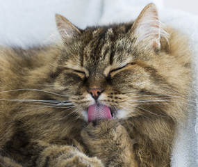 Hypoallergenic breed of cat, siberian brown color in cleaning time