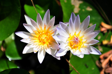 Twin lotus