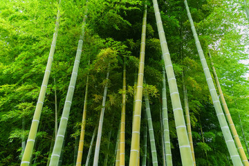 風景物語