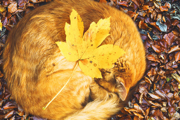 Fototapeta na wymiar Autumn background.