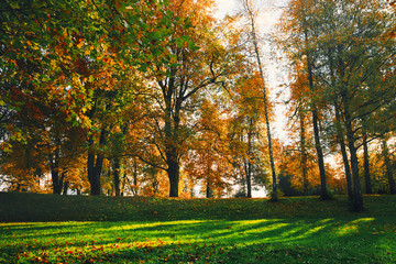 Naklejka premium Forest on Lake Bled, Slovenia, Europe.