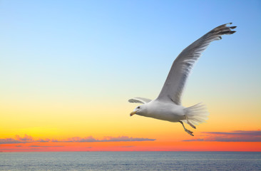 Fototapeta na wymiar Sunset seascape with flying seagull