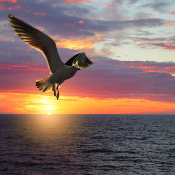 Taking wings sea gull