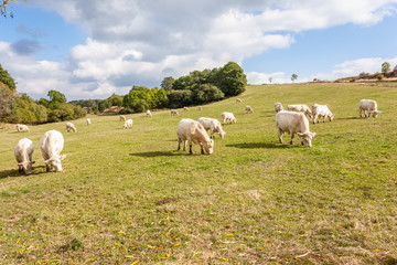 Fototapeta na wymiar troupeau de vaches en Auvergne 