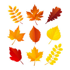 Obraz premium Autumn leaves