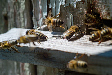 Close-up of honey bees next to the old beehive with pieces of old blue paint.