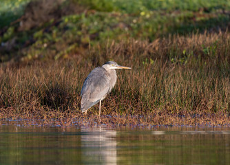 A Great Blue Heron in Marin