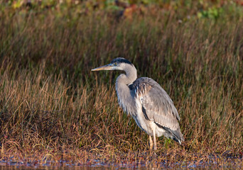 Great Blue Heron in Waiting