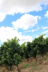 Fototapeta na wymiar chemin dans les vignes