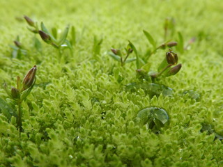 Green moss covered whit drops