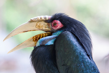 The wreathed hornbill (Rhyticeros undulatus), also known as the bar-pouched wreathed hornbill, It is a large bird Very common in forests from Thailand.