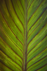 Leaf Up Close