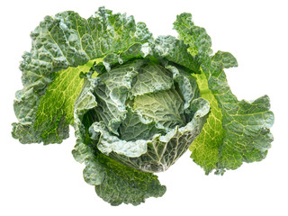 Fresh juicy head of savoy cabbage, isolated on white