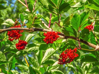 Red Rowan berries