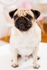 Close up portrait of chinese wrinkled pug dog.