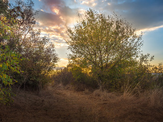 Fototapeta na wymiar Tree on golden sunset