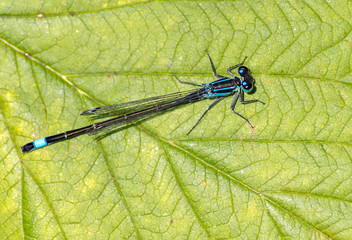 Dragonfly (Odonata) on green leaf, selective focus