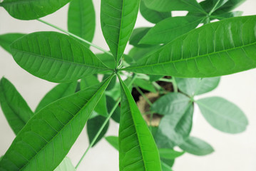 Obraz premium プロペラみたいな葉