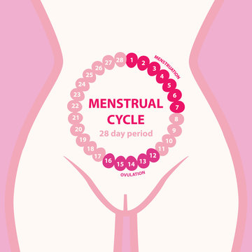 1,120 Menstrual Cycle Phases Images, Stock Photos, 3D objects, & Vectors