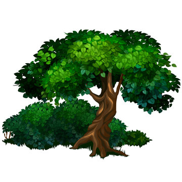 Large detailed tree oak. Nature, forest, ecology concept. Vector illustration in cartoon style isolated on a white background